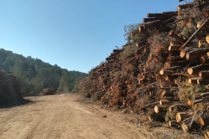 La tala de centenars d'arbres ha eixamplat alguns camins del Mas d'en Garrot.