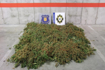 La Guàrdia Urbana i els Mossos d'Esquadra han desmantellat la plantació de marihuana interior, la qual contenia unes 800 plantes.