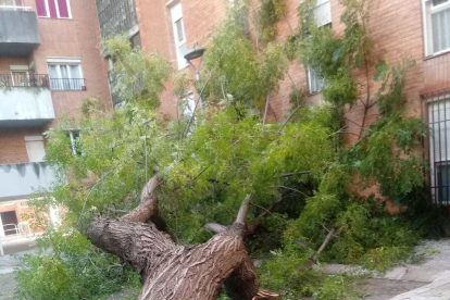 Imatge de l'arbre caigut a Mas Pellicer.