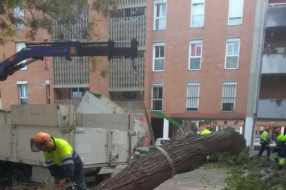Els serveis de jardineria de Reus han tallat amb una motoserra el tronc de l'arbre.