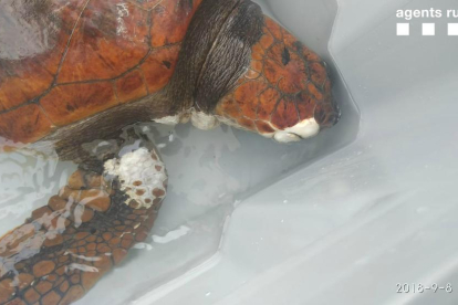La tortuga ha sido|estado trasladado en el Centro de Recuperación de Animales Marinos.