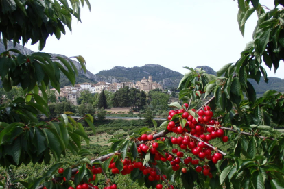 Tivissa és el primer productor de cireres de Catalunya.