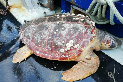 Imagen de la tortuga boba rescatada.