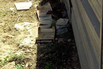 Imagen de una rata acercándose a los recipientes con comida y agua del solar junto al CAP Jaume I.