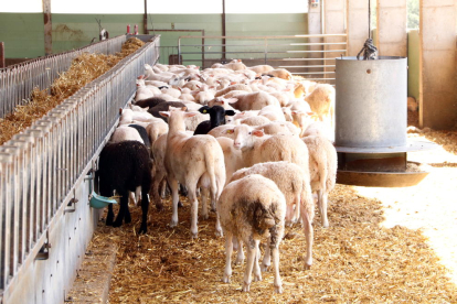 Pla general de l'explotació, amb una part del ramat d'ovelles.