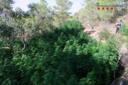 Pla mitjà de diverses plantes de marihuana localitzades al municipi del Pinell de Brai. Imatge publicada el 9 de setembre del 2019