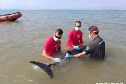 Agentes Rurales, técnicos de la Cruz Roja y del CRAM asistieron el delfín.