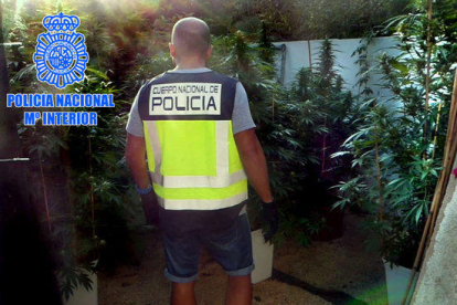 Un agent de la policia espanyola en el desmantellament d'una plantació de marihuana a Tortosa.