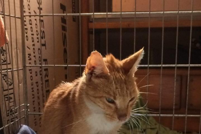 Hummus, uno de los últimos gatos rescatados en mal estado por la entidad Tarraco Gats.