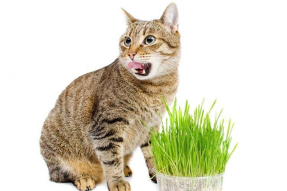 Imatge d'un gat amb la planta del Catnip