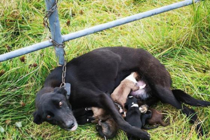 Imagen de la perra atada a la valla mientras amamantaba los cachorros