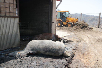 Imagen de un animal muerto en la granja más afectada por el incendio de la Ribera d'EbrE en el término municipal de la Torre de l'Espanyol.
