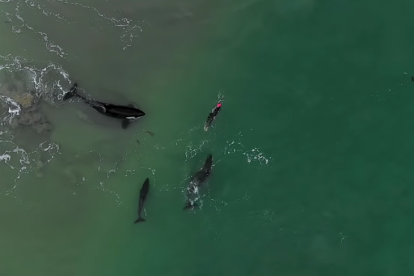 Imagen de Judie Johnson nadando con las orcas.