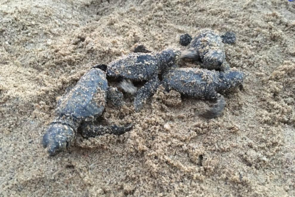 Algunes de les tortugues rescatades a Vilafortuny.