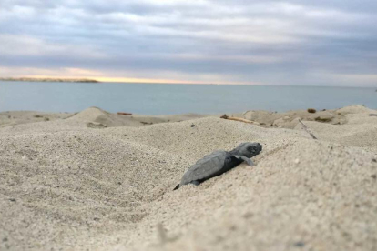 Imatge d'una de les tortugues babaues trobades aquest matí a la platja de l'Ardiaca.