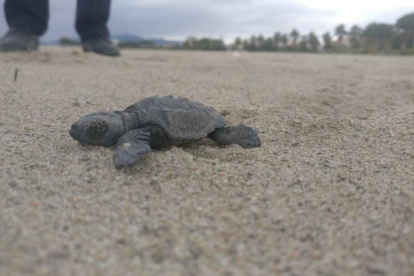 Imagen de una de las tortugas aleladas encontradas esta mañana en la playa de l'Ardiaca.