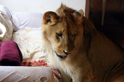 Imatge del lleó Simba que viu a Sant Jaume de Llierca dinant, el passat 11 d'agost de 2017.