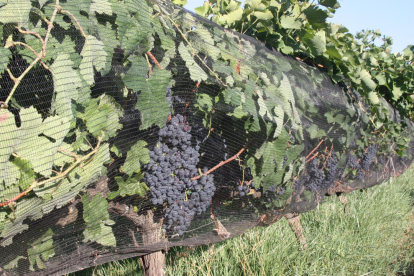 Plano detalle de uva plantado en Mas Valero.