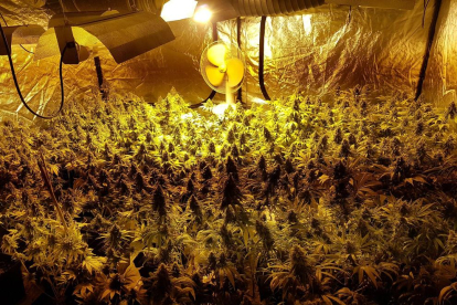 L'operatiu ha permès desmantellar una plantació tipus Indoor amb 322 plantes de marihuana.