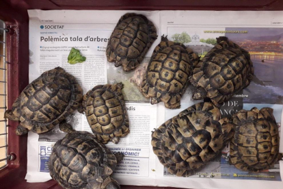 Imatge de les tortugues recollides.