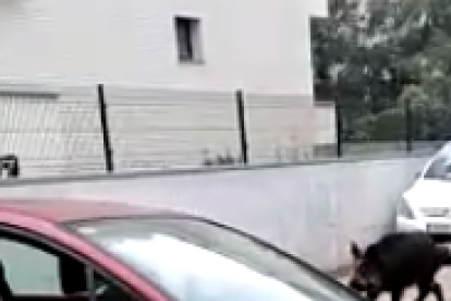 El porc senglar, darrere d'un cotxe