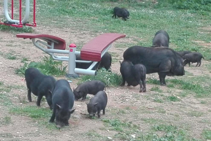 La colònia de porcs vietnamites buscant menjar