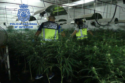 Pla general d'una de les plantacions de marihuana localitzades a l'Ebre.