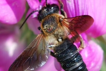 Imagen de la Megachile sculpturalis.