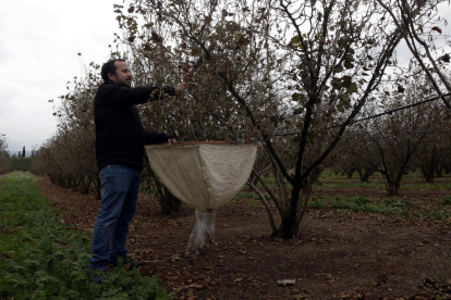 Un tècnic sanitat vegetal de Coselva analitzant els avellaners d'una finca de la Selva del Camp.
