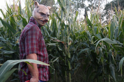 El laberinto de maíz será más complicado de cruzar durante las jornadas del terror.
