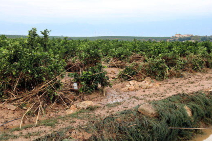 Un camp de cítrics a la zona de Mianes, a Tortosa, ple de canyes i fang que va arrossegar amb la llevantada un barranc proper.