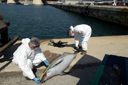 Un dofí de 2,08 metres ha aparegut mort al Port de Tarragona.