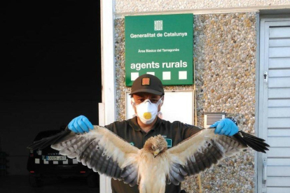Imatge de l'àguila morta que van recollir els Agents Rurals.