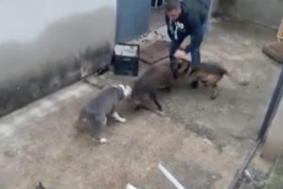 Imagen del vídeo donde se puede ver como los perros atacan el jabalí.