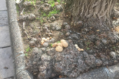 Imagen de las setas que se pueden encontrar en medio de la Rambla Nova de Tarragona.