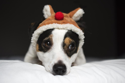 Imagen de un perro con un sombrero de Navidad.