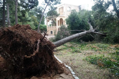 El vent ha arrencat completament un arbre a Mas Carandell, a Reus.