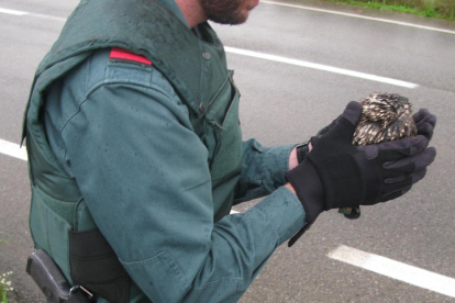 Imatge del mussol que van recollir els agents de la Guàrdia Civil.