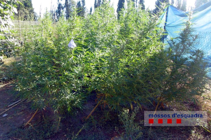 Plano general de la plantación de marihuana con la lona al lado en Figueres.