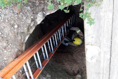 Los Bombers han utilizado una escalera para llegar al fondo y rescatar el animal.