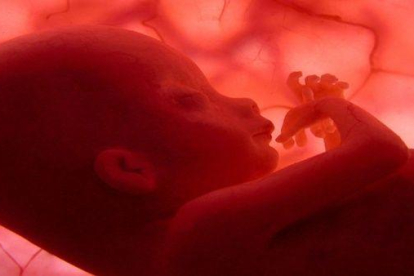 Imagen de archivo de un embrión