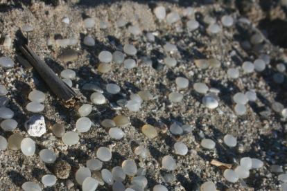 Imagen de las bolas de polietileno en la arena de la playa de la Pineda.
