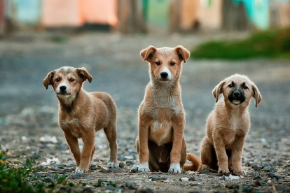 Imagen de archivo de tres cachorros.