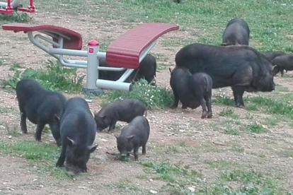 Un grupo de cerdos vietnamitas busca comer en un parque infantil de Sant Pere i Sant Pau.