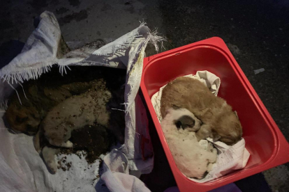 Els cadells després de ser rescatats de dintre d'un contenidor.