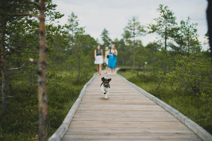 Imagen de un perro haciendo turismo con su familia.
