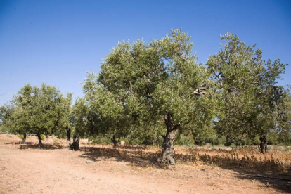 Una imatge d'arxiu d'un camp d'oliveres a la comarca.