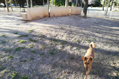 Una perra, en el pipi-can del Parque de la Quinta de Sant Rafael.