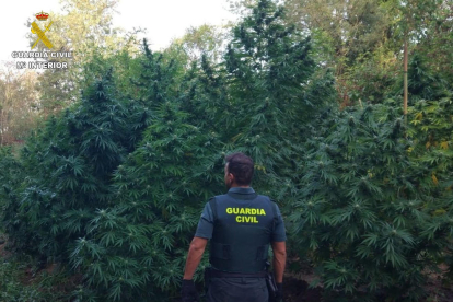 Un agente de espaldas con la plantación de marihuana descubierta en Sant Mori.