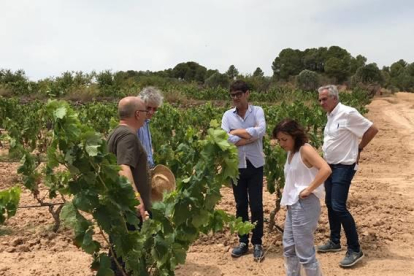Plano abierto del encuentro en unas viñas de representantes de las denominaciones de origen de la Terra Alta, Priorat y Montsant con la administración por las pérdidas en la uva a causa de la ola de calor.
